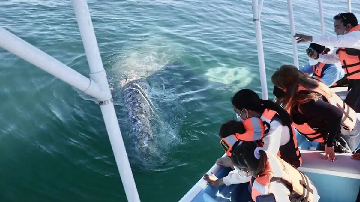 Inicia avistamiento de ballena gris